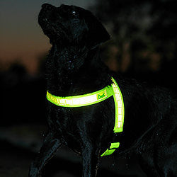 Endurskin fyrir hunda