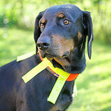 Hálsólar fyrir veiðihunda