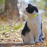 Endurskinsólar á ketti