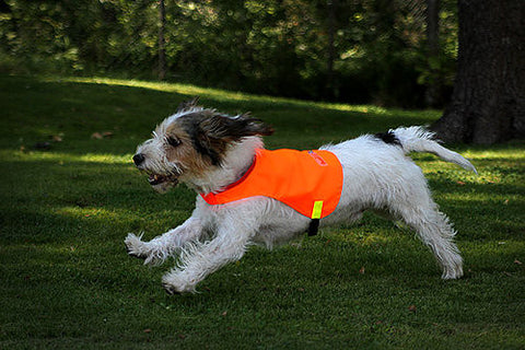 Veiðivesti fyrir hunda appelsínugulu